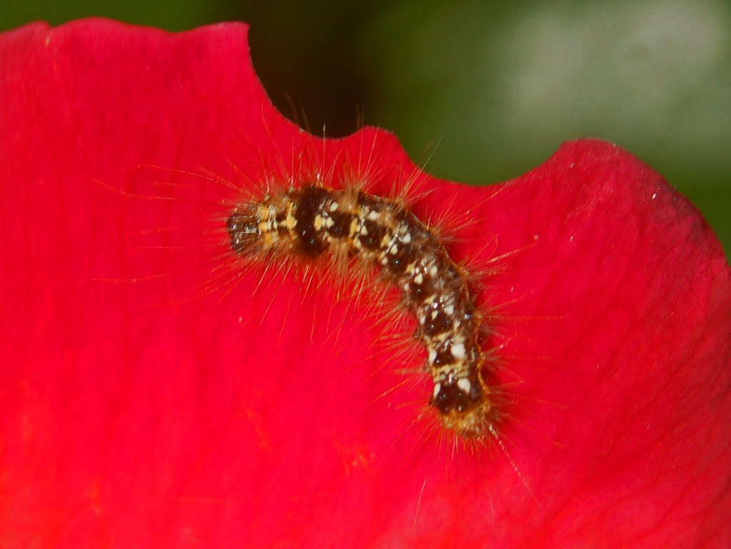 Un piccolo bruco su un petalo di rosa - da determinare